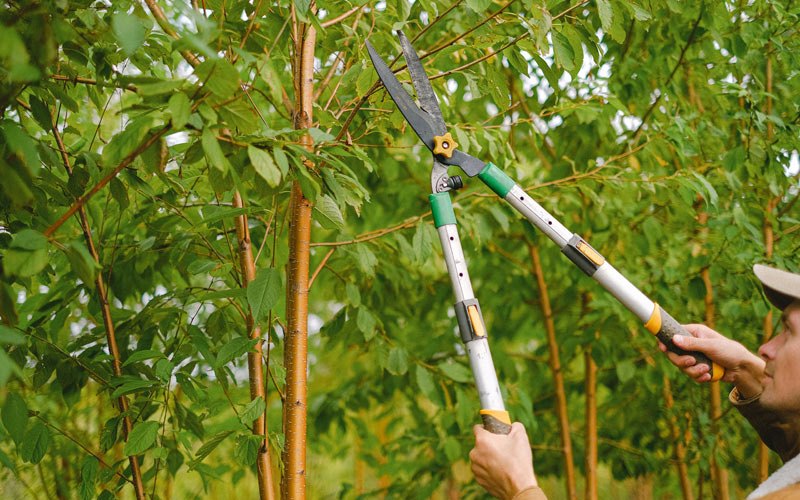 Tree trimming in Bruceville, IN